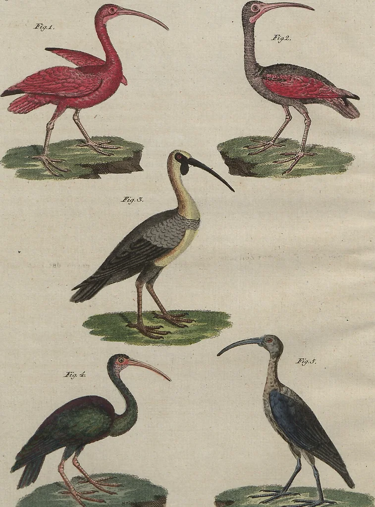 An illustration from (Band 7), 1810, leaf 131