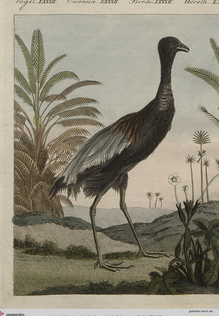 An illustration from (Band 7), 1810, leaf 152