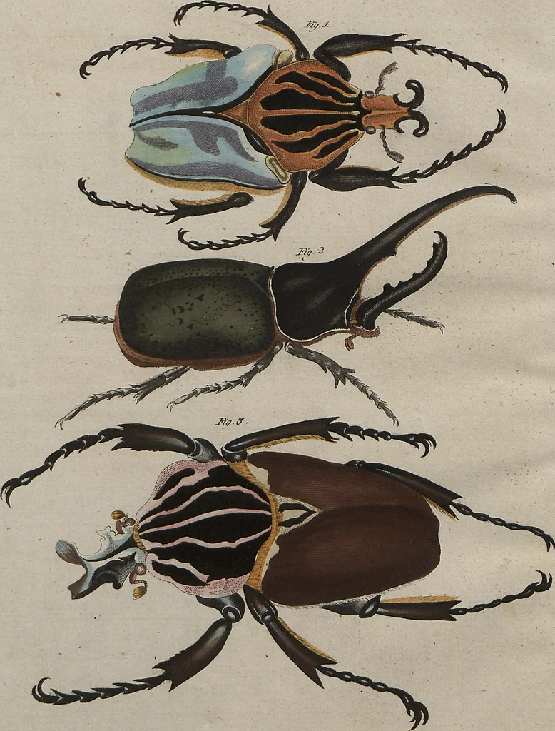 An illustration from (Band 7), 1810, leaf 155