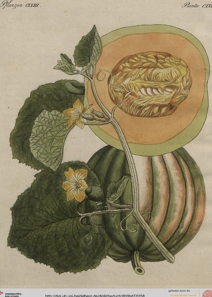 An illustration from (Band 7), 1810, leaf 158