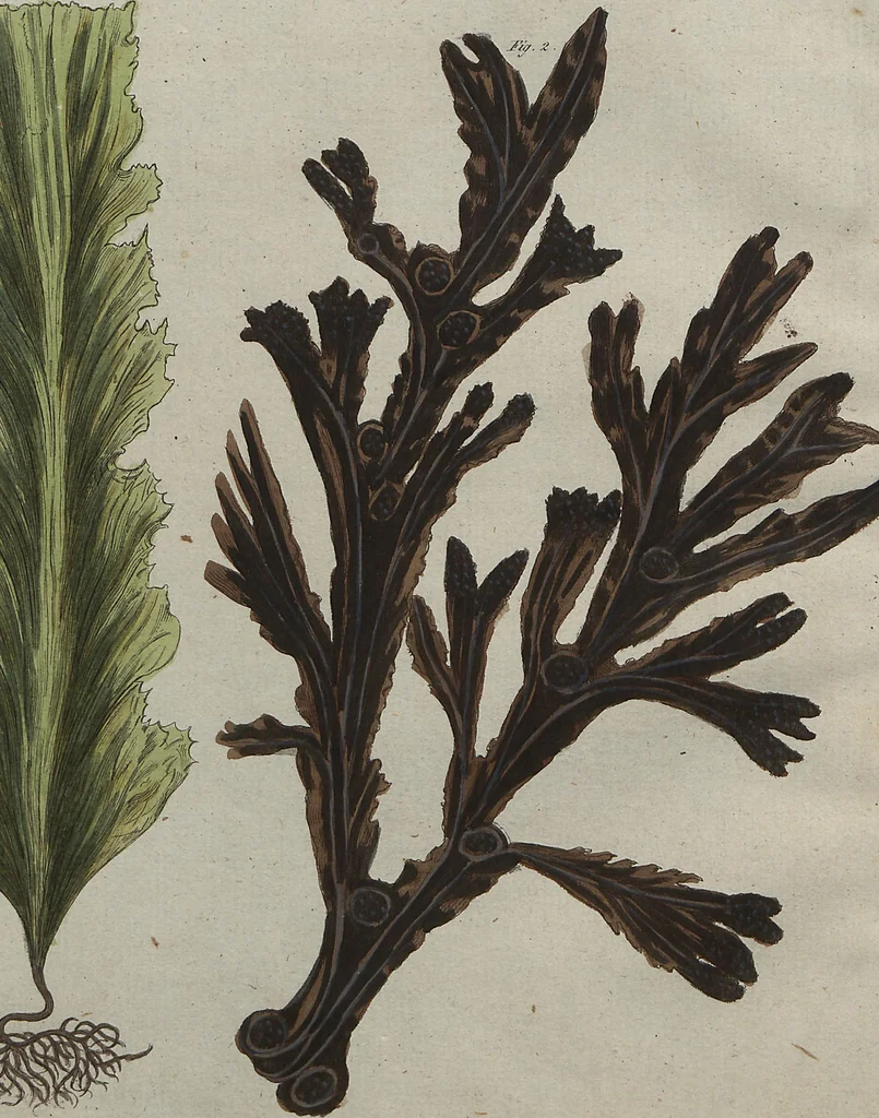 An illustration from (Band 7), 1810, leaf 161