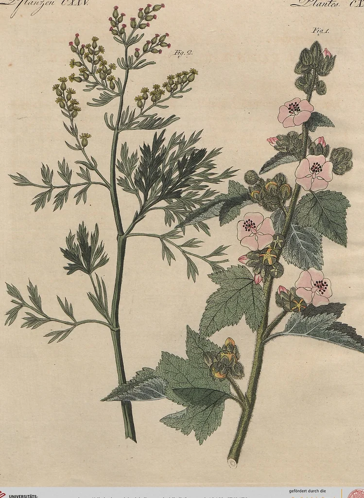 An illustration from (Band 7), 1810, leaf 173