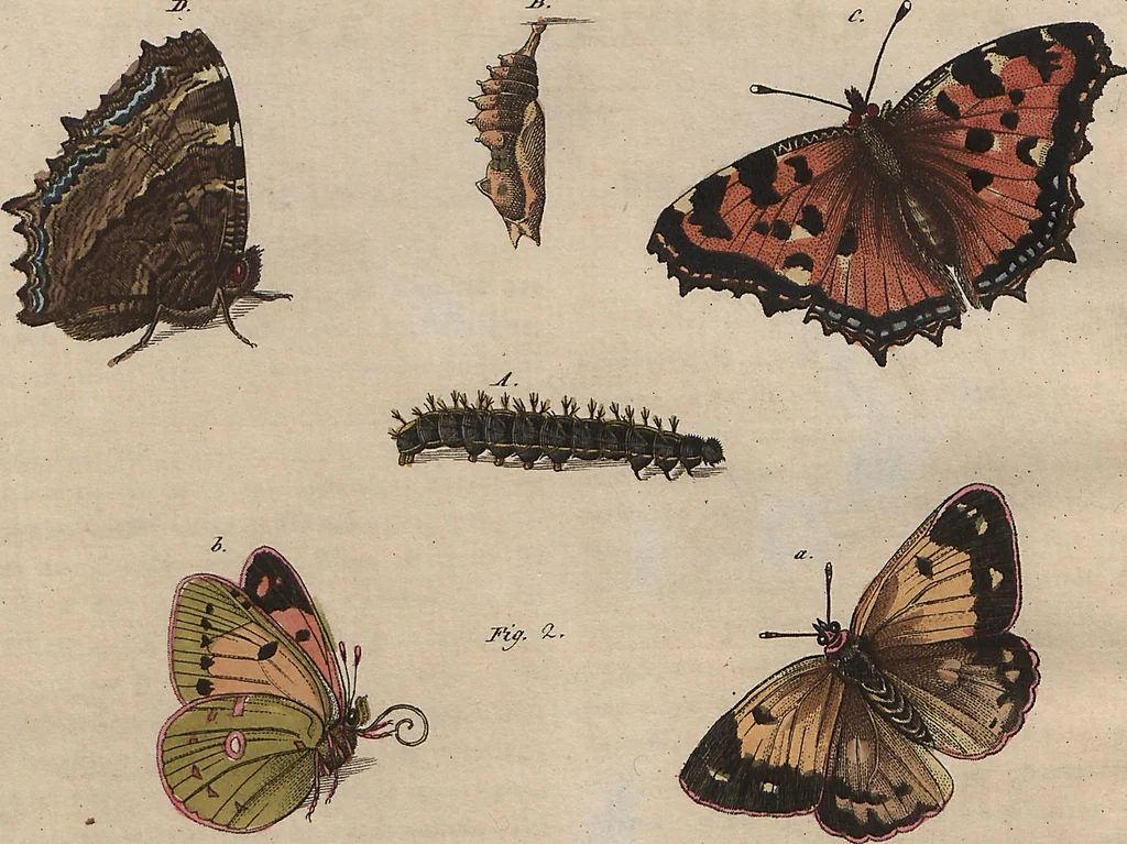 An illustration from (Band 7), 1810, leaf 176