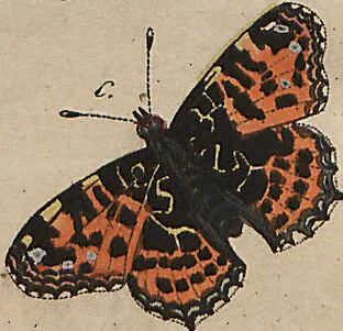 An illustration from (Band 7), 1810, leaf 176