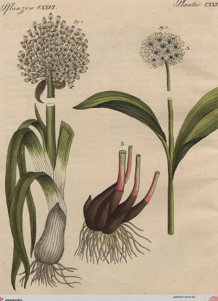 An illustration from (Band 7), 1810, leaf 188