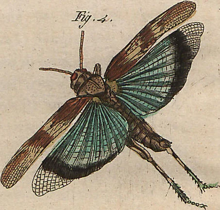 An illustration from (Band 7), 1810, leaf 191