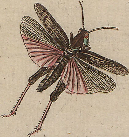 An illustration from (Band 7), 1810, leaf 191