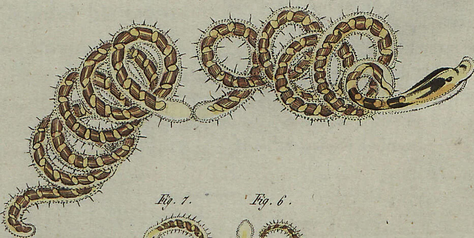 An illustration from (Band 7), 1810, leaf 194