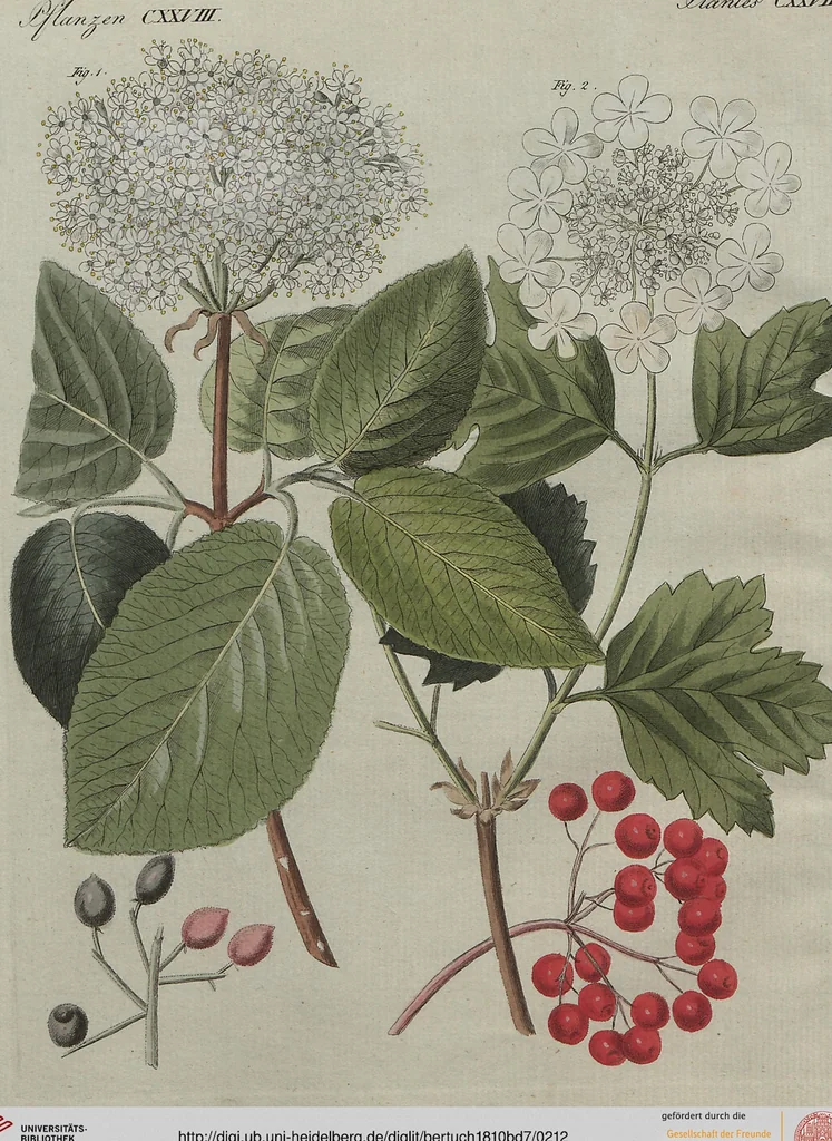 An illustration from (Band 7), 1810, leaf 212