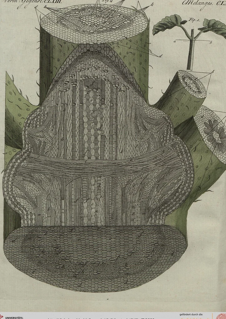 An illustration from (Band 7), 1810, leaf 233