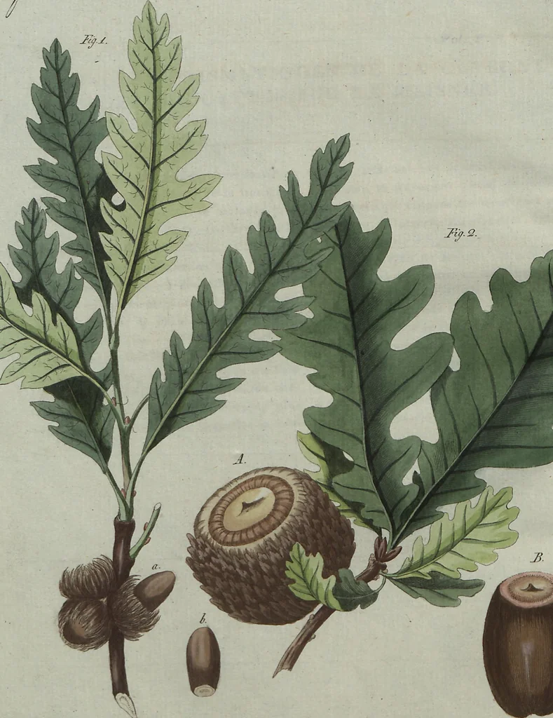 An illustration from (Band 7), 1810, leaf 242