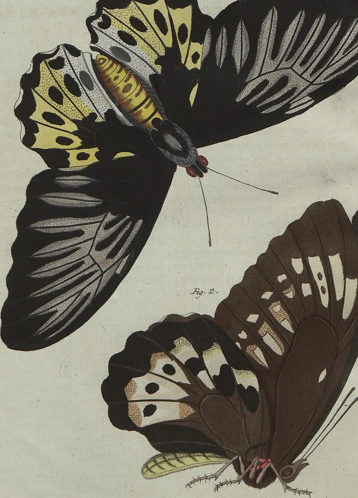 An illustration from (Band 7), 1810, leaf 245