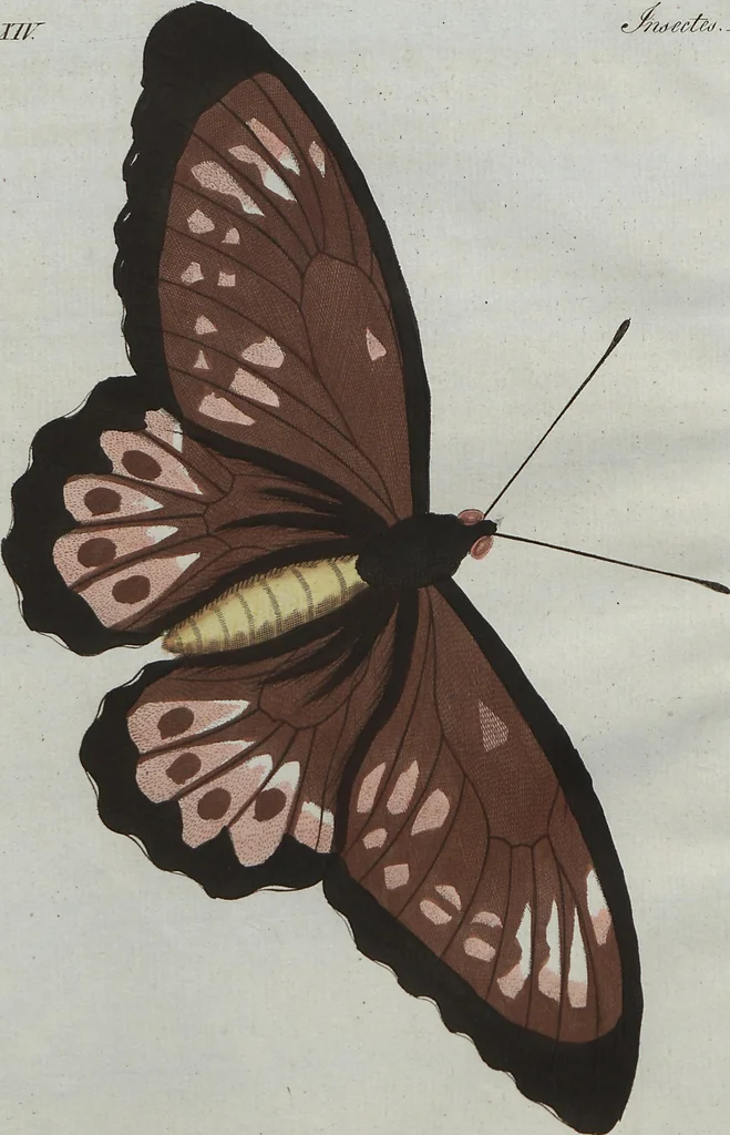 An illustration from (Band 7), 1810, leaf 248