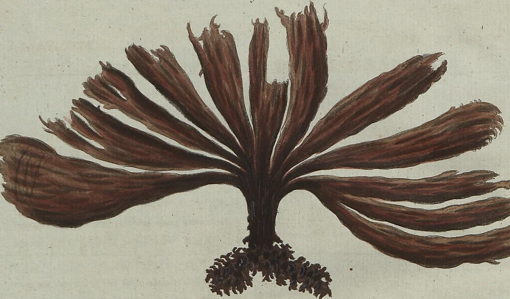 An illustration from (Band 7), 1810, leaf 251