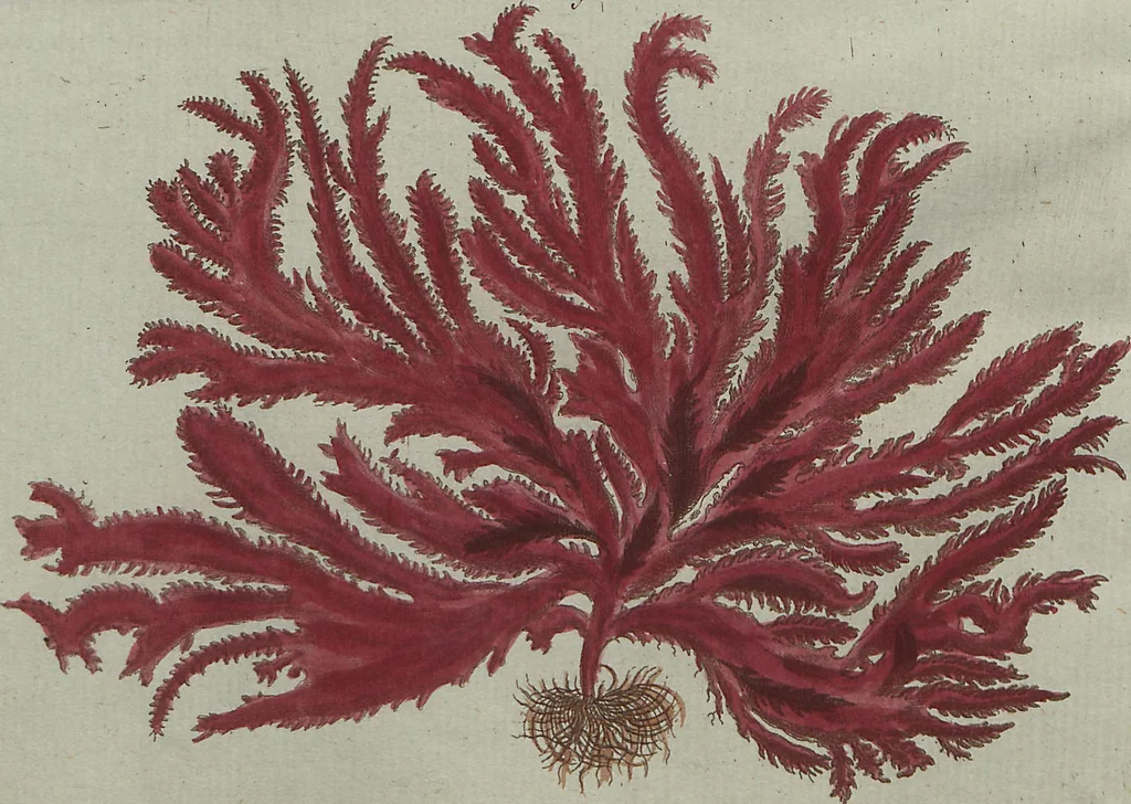 An illustration from (Band 7), 1810, leaf 251