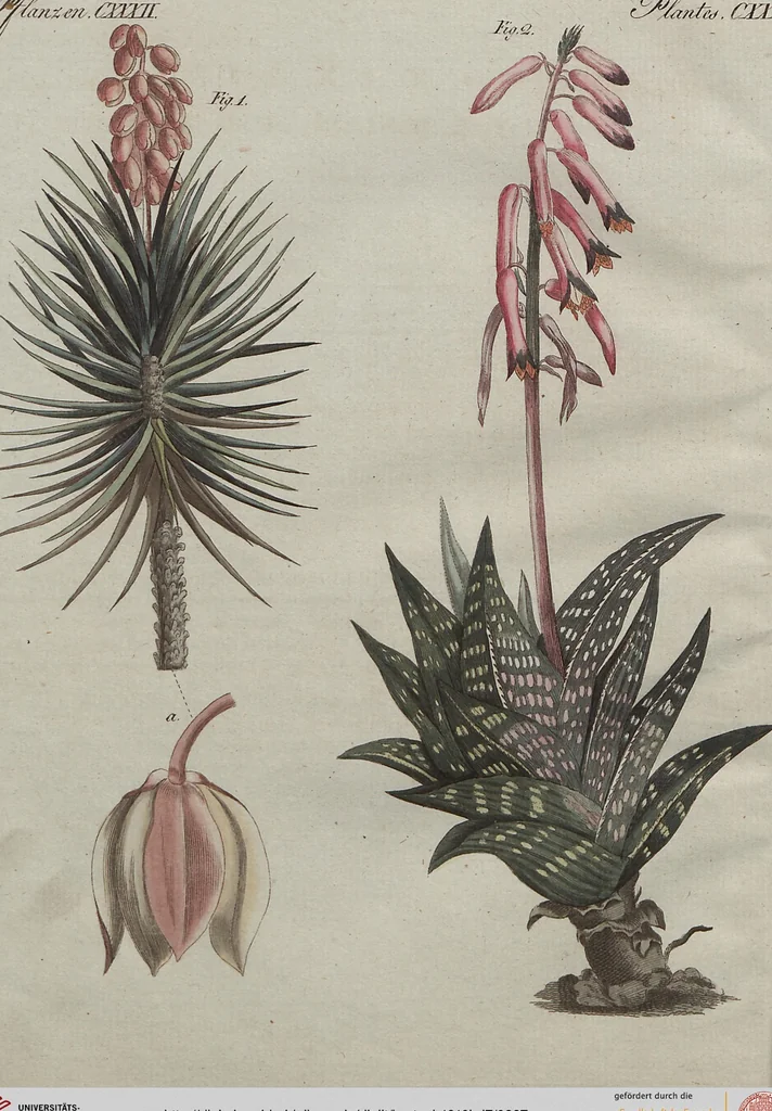 An illustration from (Band 7), 1810, leaf 287