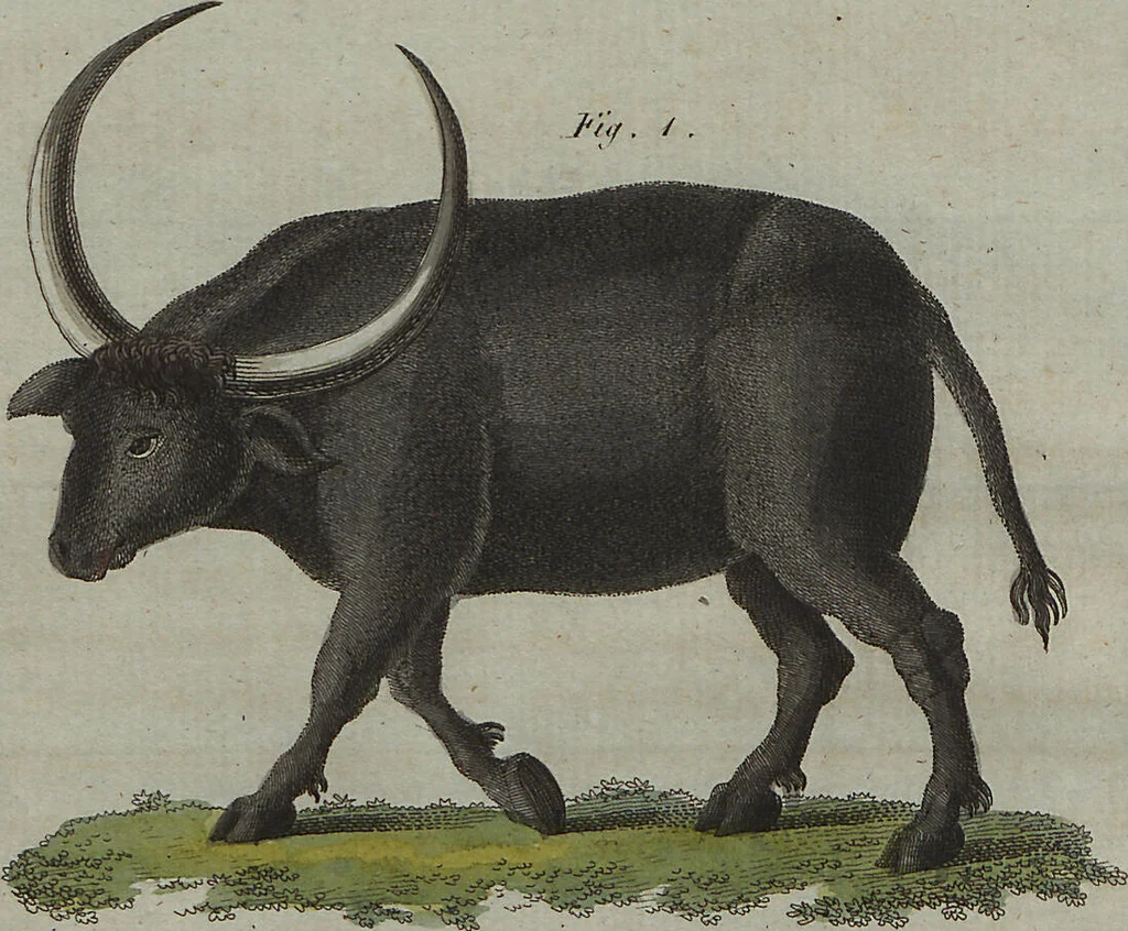 An illustration from (Band 7), 1810, leaf 29