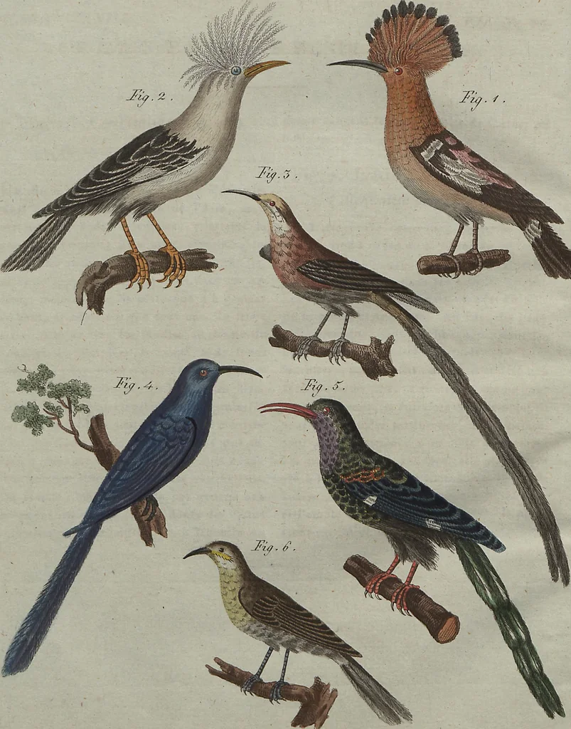 An illustration from (Band 7), 1810, leaf 305