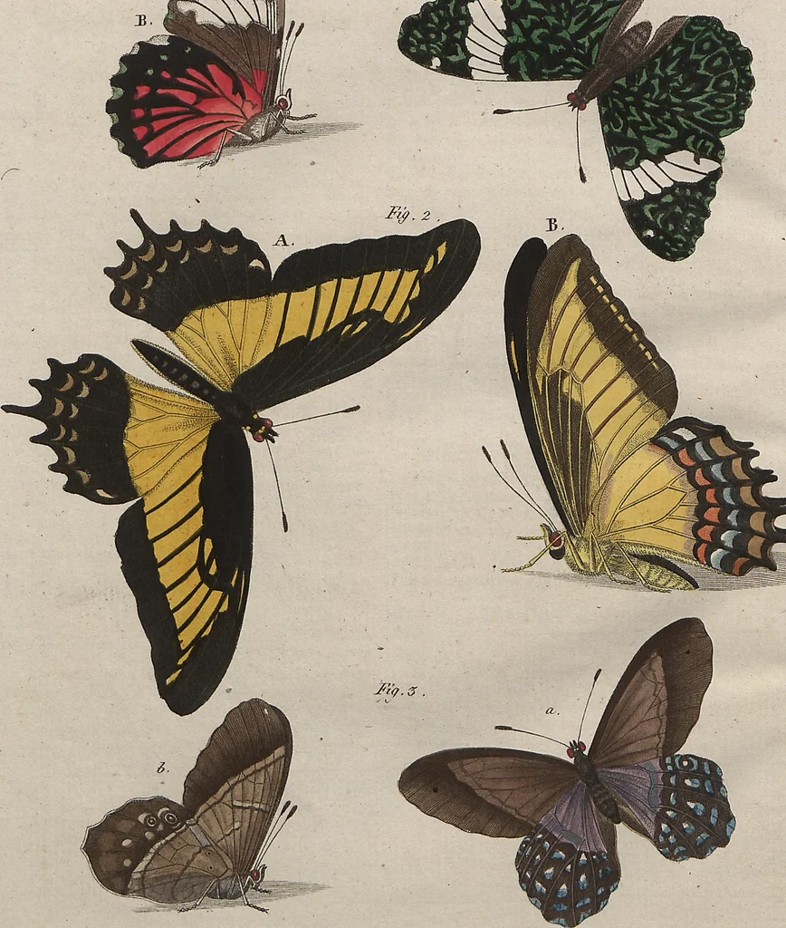 An illustration from (Band 7), 1810, leaf 308