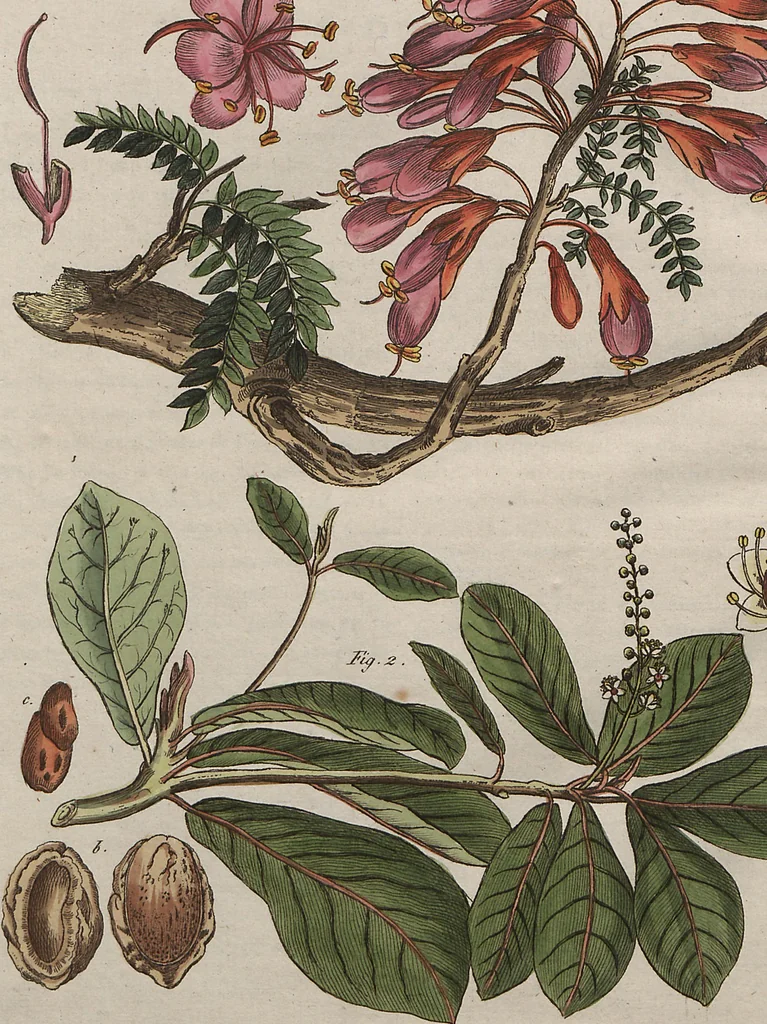 An illustration from (Band 7), 1810, leaf 323