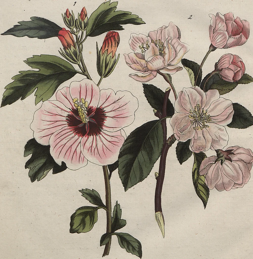 An illustration from (Band 7), 1810, leaf 335