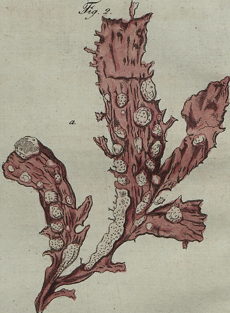 An illustration from (Band 7), 1810, leaf 94