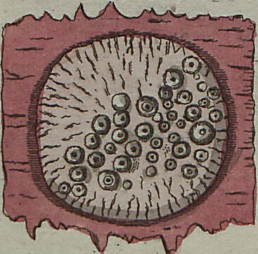 An illustration from (Band 7), 1810, leaf 94