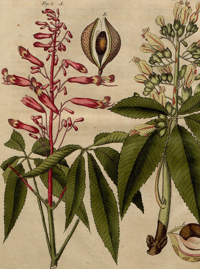 An illustration from (Band 8), 1813, leaf 102