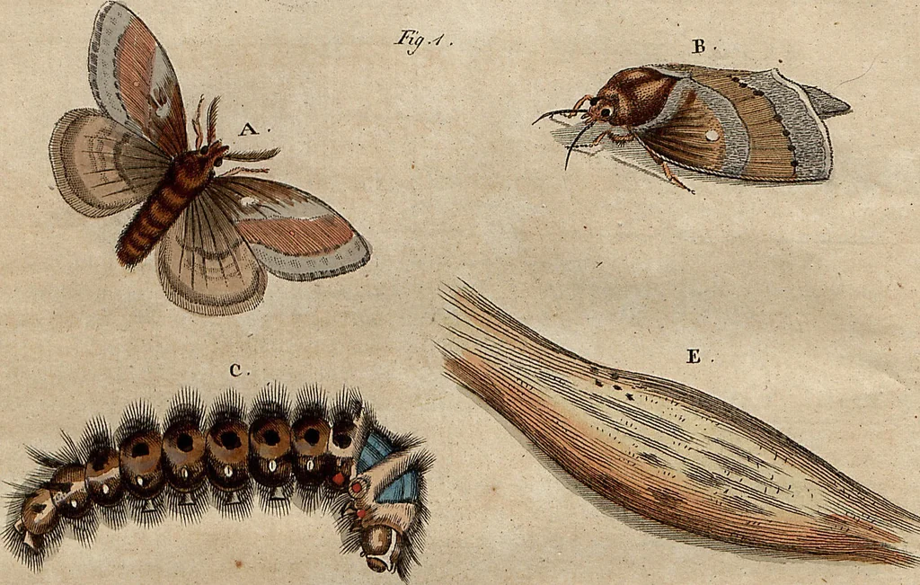 An illustration from (Band 8), 1813, leaf 117