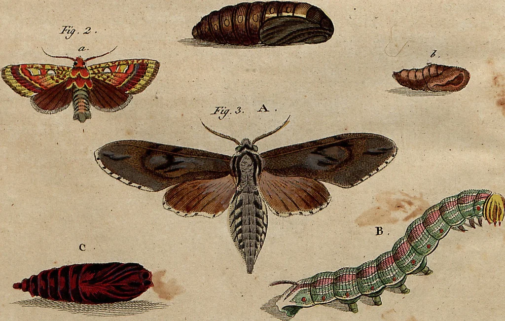 An illustration from (Band 8), 1813, leaf 117