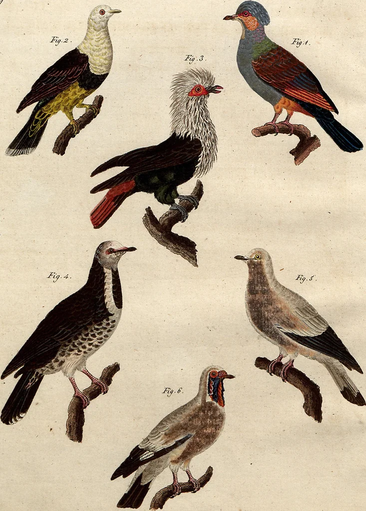 An illustration from (Band 8), 1813, leaf 12