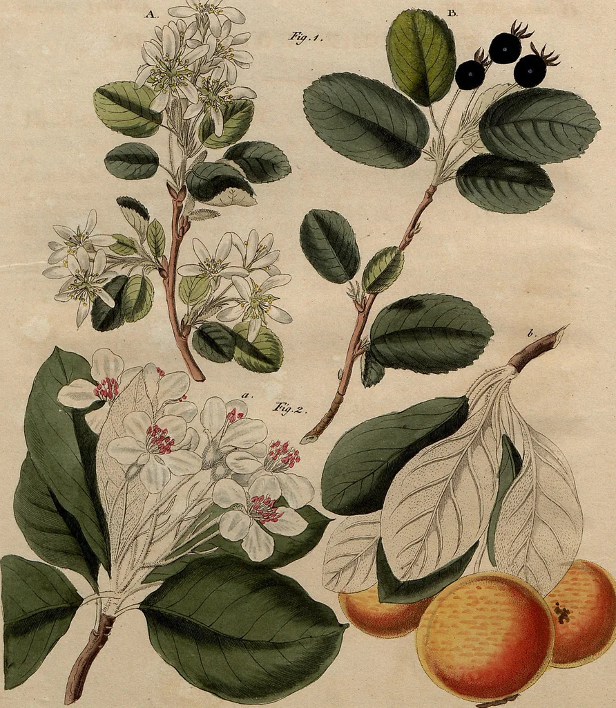 An illustration from (Band 8), 1813, leaf 132