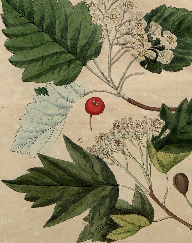 An illustration from (Band 8), 1813, leaf 147