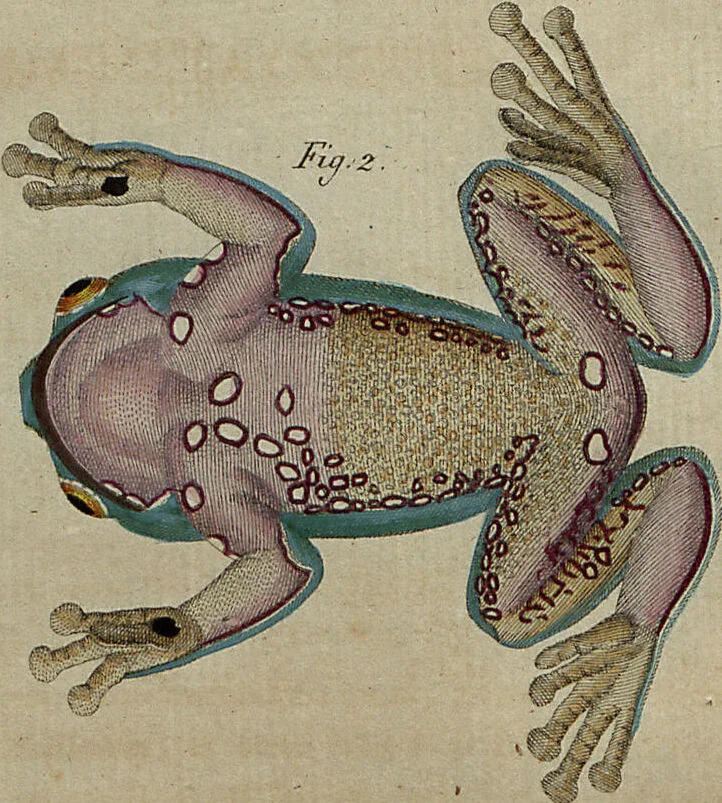 An illustration from (Band 8), 1813, leaf 15