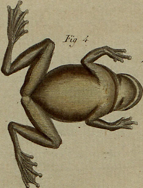 An illustration from (Band 8), 1813, leaf 15