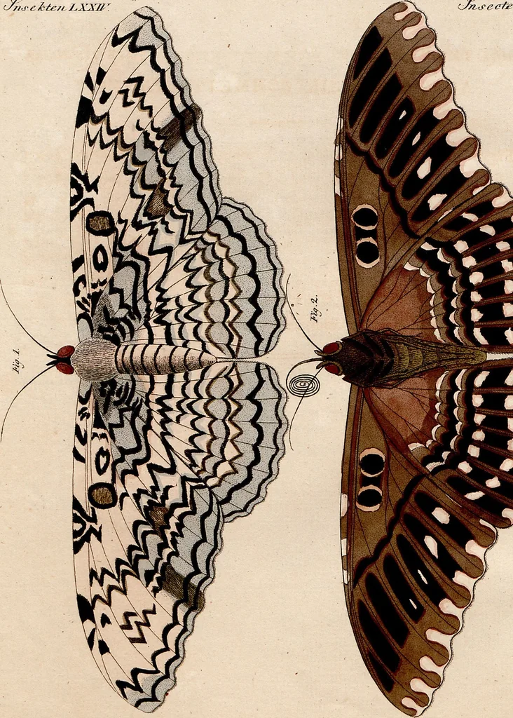 An illustration from (Band 8), 1813, leaf 171