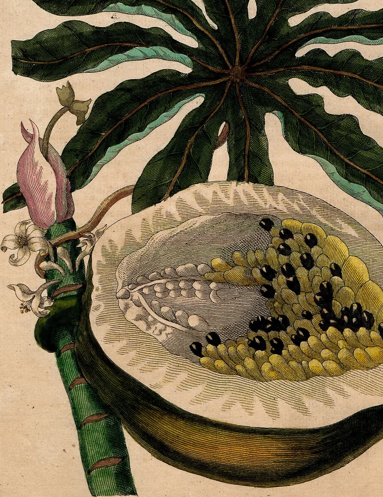 An illustration from (Band 8), 1813, leaf 177