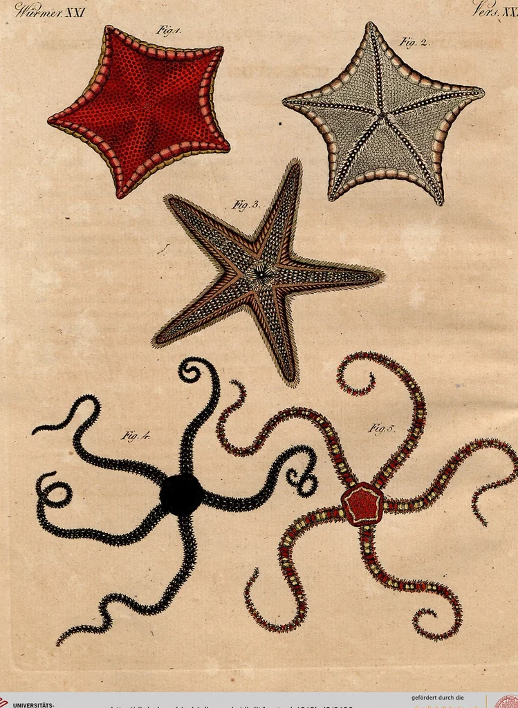 An illustration from (Band 8), 1813, leaf 180