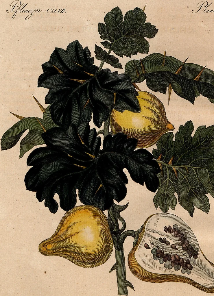 An illustration from (Band 8), 1813, leaf 186