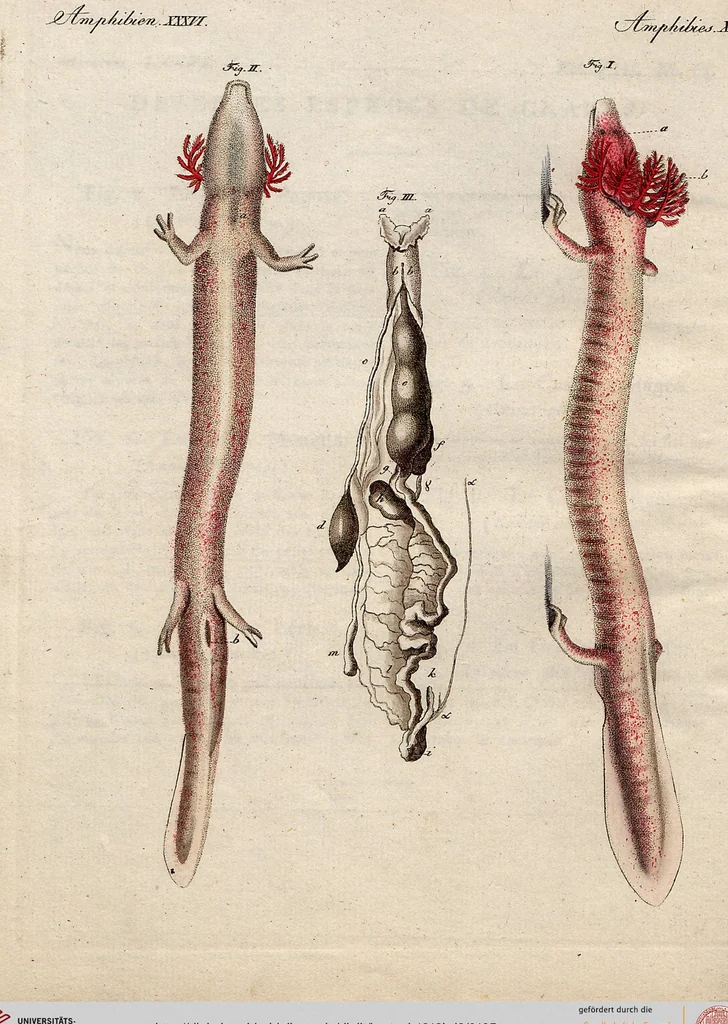 An illustration from (Band 8), 1813, leaf 195