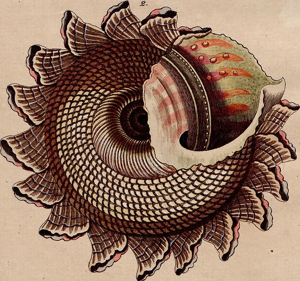 An illustration from (Band 8), 1813, leaf 204