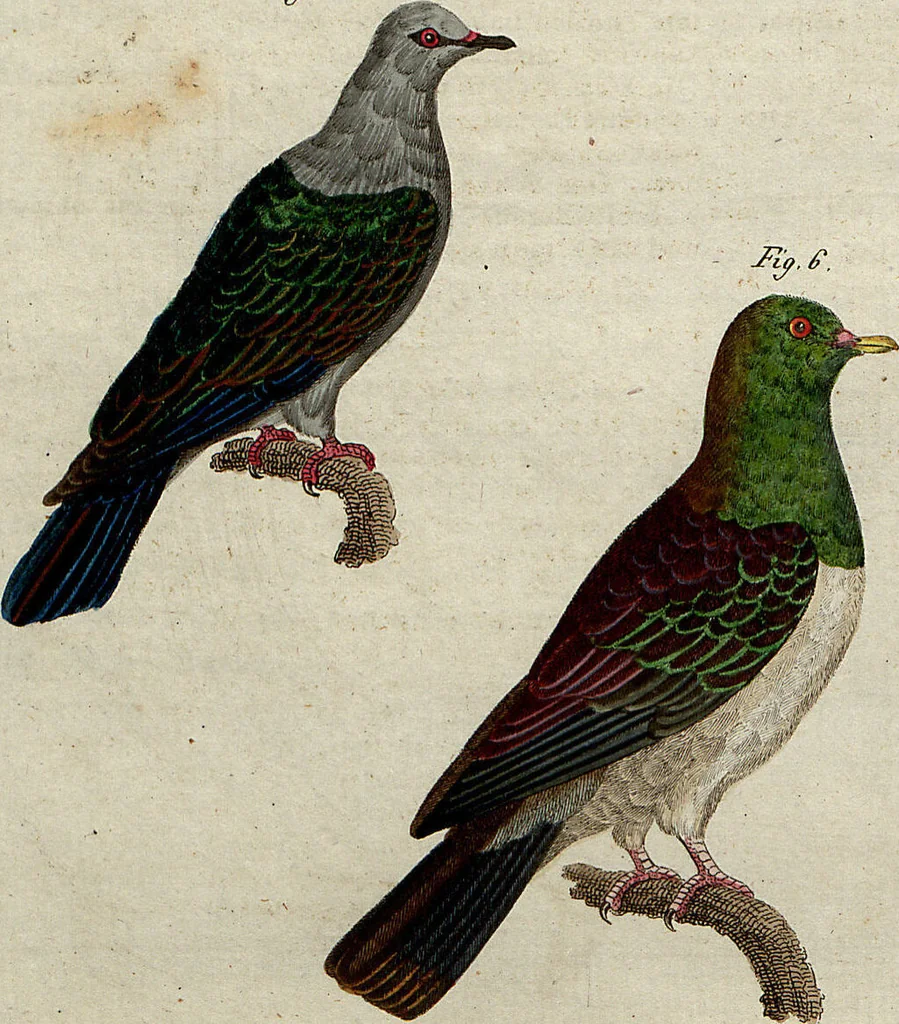 An illustration from (Band 8), 1813, leaf 21