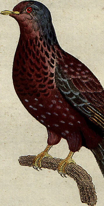An illustration from (Band 8), 1813, leaf 21