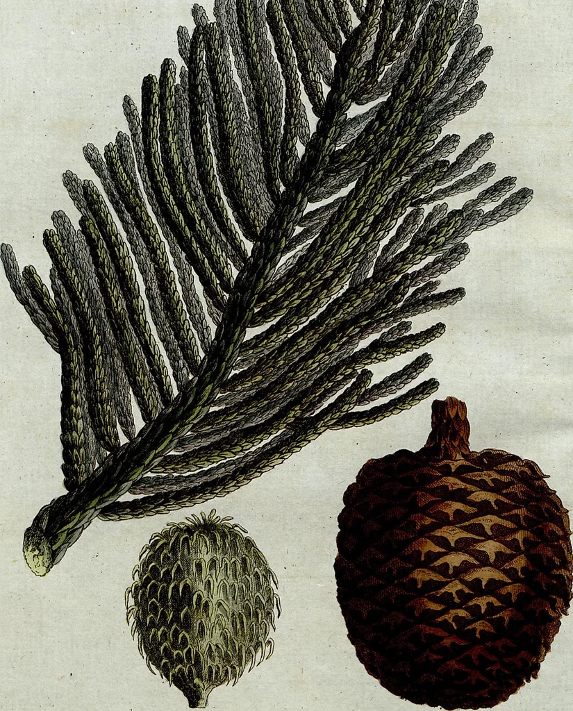 An illustration from (Band 8), 1813, leaf 210