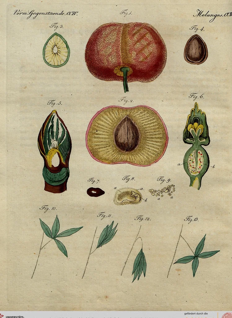An illustration from (Band 8), 1813, leaf 213