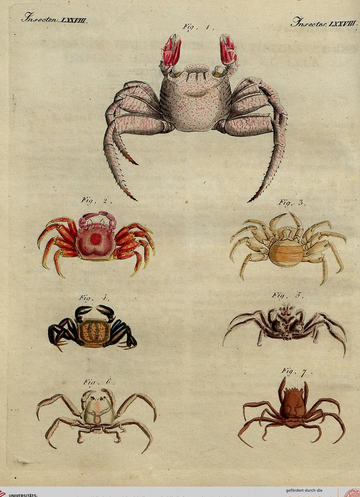 An illustration from (Band 8), 1813, leaf 219