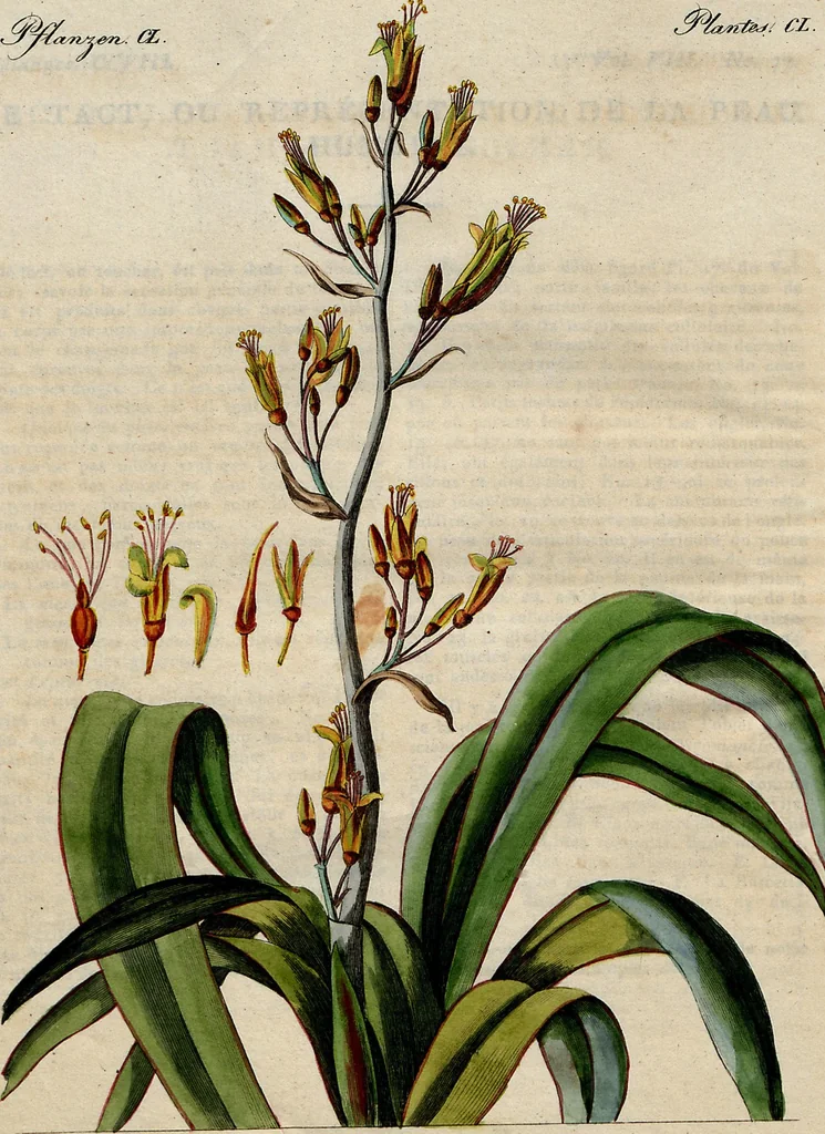 An illustration from (Band 8), 1813, leaf 234