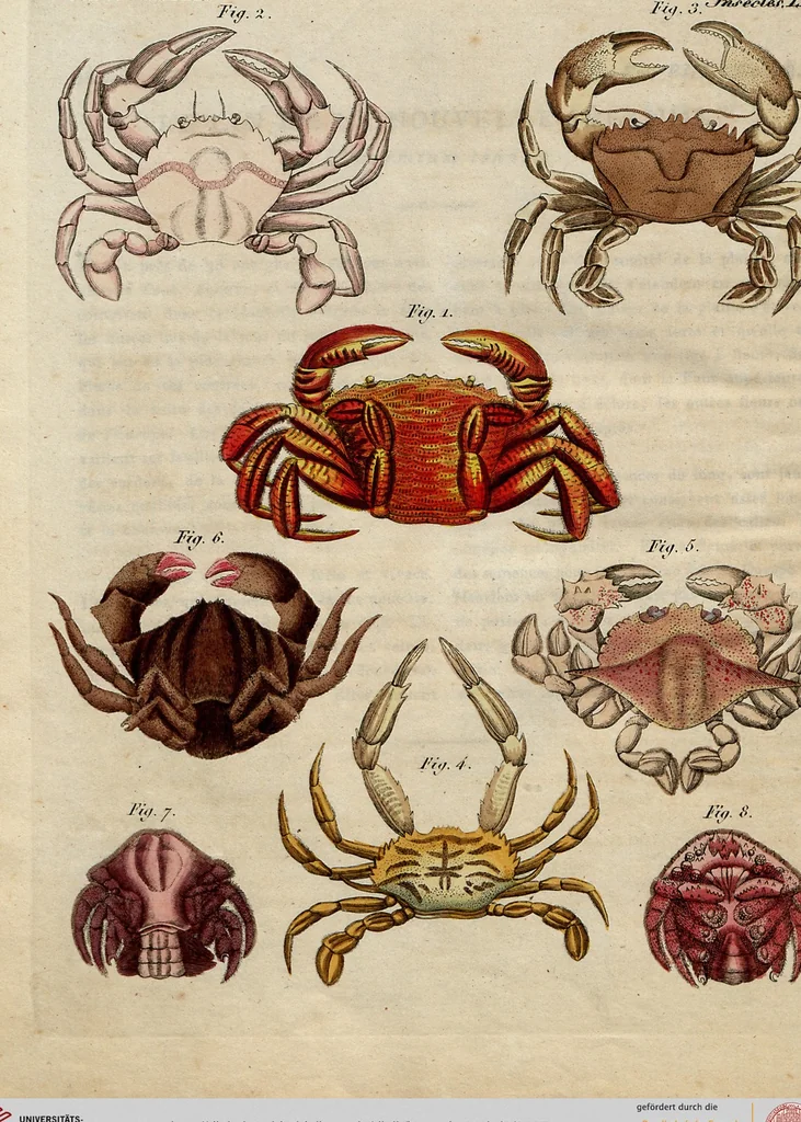 An illustration from (Band 8), 1813, leaf 237