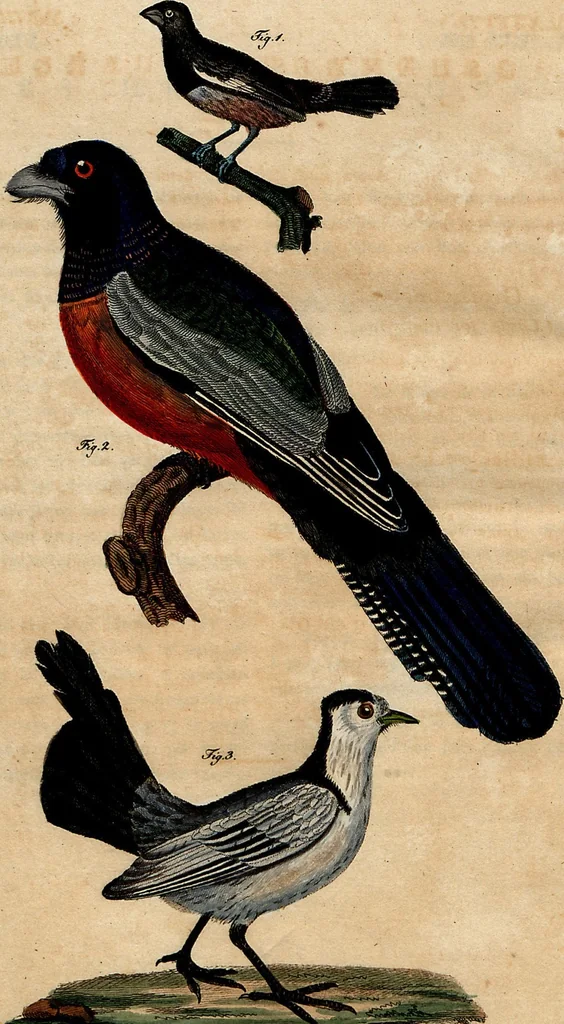 An illustration from (Band 8), 1813, leaf 249