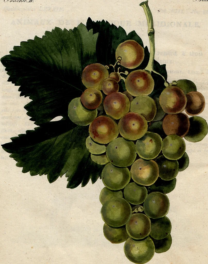 An illustration from (Band 8), 1813, leaf 261